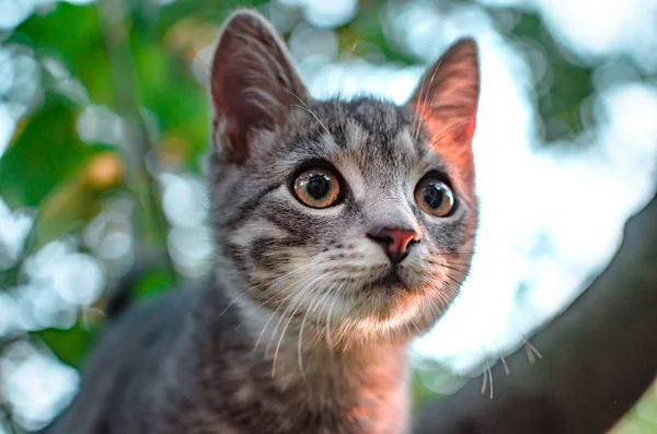 Kleine Grijze Cyperse Kitten Een Boom Bij Zonsondergang Avond — Stockfoto