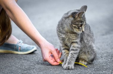 Komik gri tekir kedi yolda oynanır