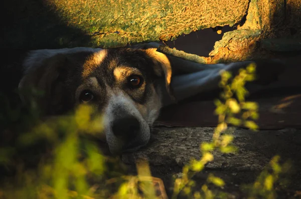 Anjing Halaman Mengintip Keluar Dari Bawah Pagar — Stok Foto