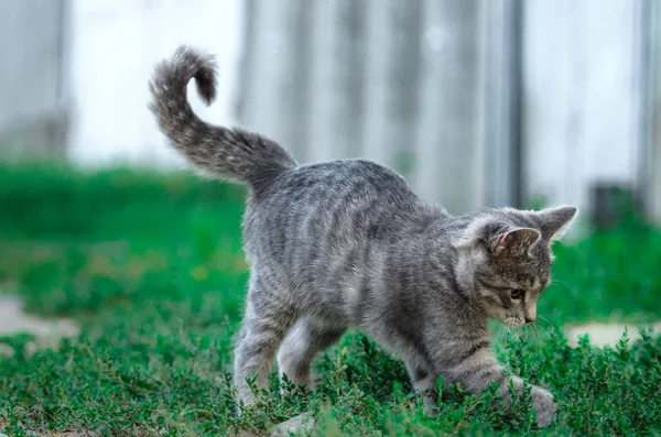 고양이 움직임에 고양이 — 스톡 사진