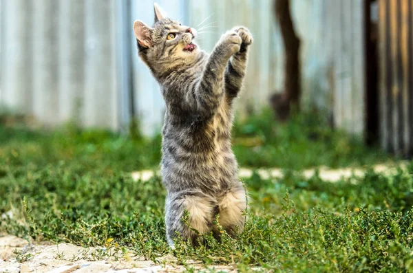 Funny Tabby Kitten Played Yard — Stock Photo, Image