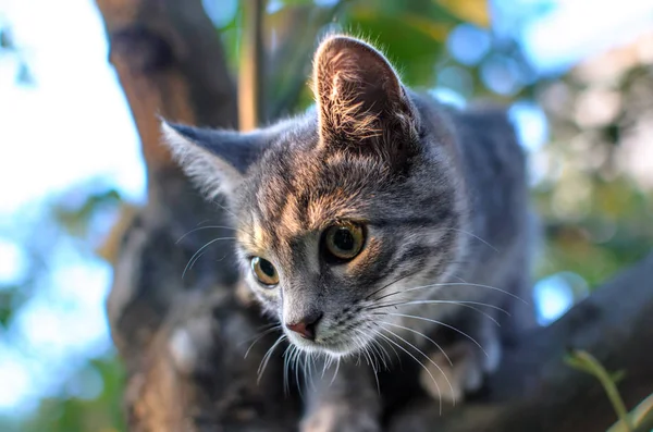 Kleine Grijze Cyperse Kitten Een Boom Bij Zonsondergang Avond — Stockfoto