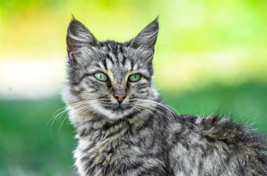 Parlak arka plan üzerinde yetişkin gri tekir kedi portresi