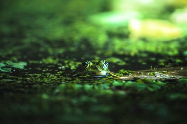 Yeşil arka plandaki bir kurbağanın makro fotoğrafı