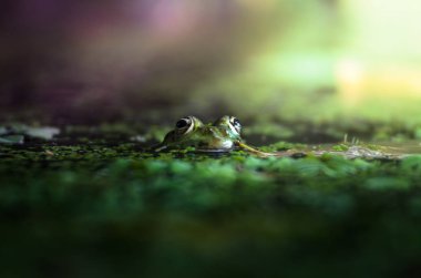 Güzel bir arka plan üzerinde sudan bakan bir kurbağa