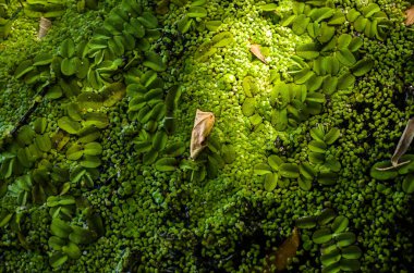 Bataklık suda güzel tina