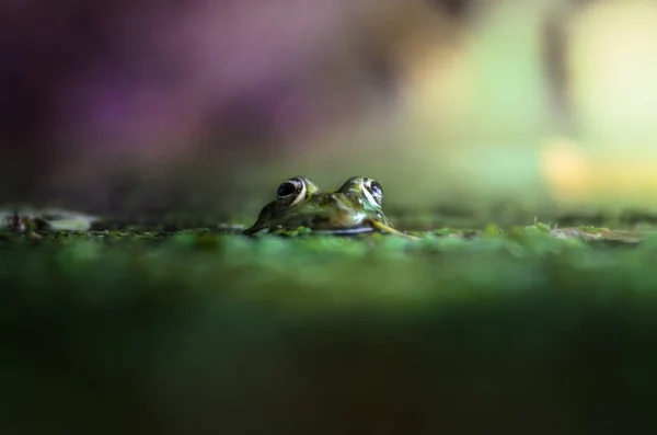 Ένας Βάτραχος Που Κρυφοκοιτάζει Από Νερό Ένα Όμορφο Φόντο — Φωτογραφία Αρχείου