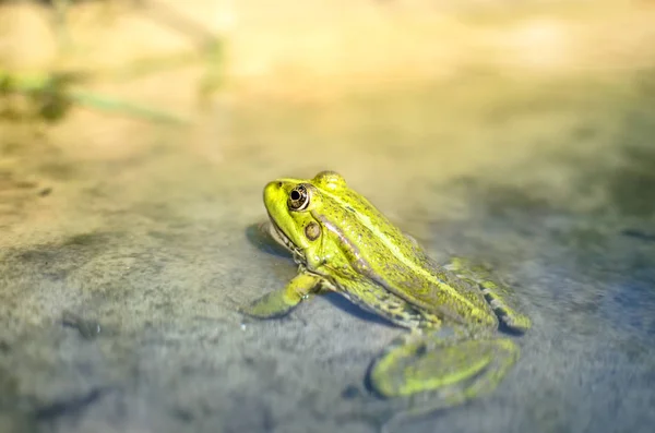 Ein Frosch Sandigen Ufer — Stockfoto