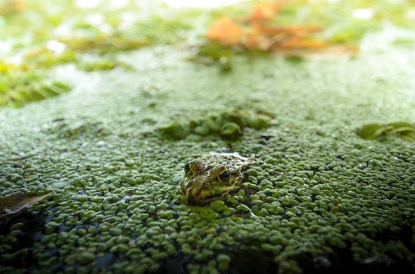 泥の中に隠れているカエル — ストック写真