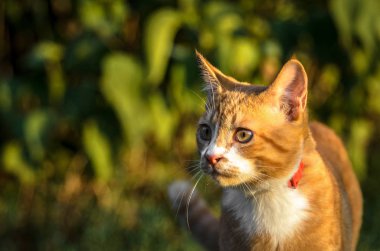 Akşam yeşil bir arka plan üzerinde evcil bir kızıl kedi yavrusu Portresi