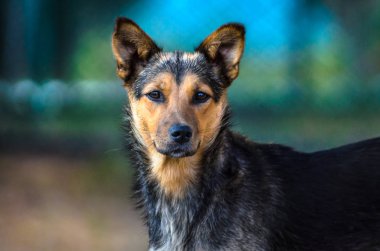 Soğuk renklerde bir bahçe köpek Portresi