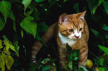 Çalılık avları bir yaka ile kırmızı kedi yavrusu