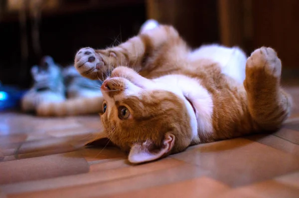 Hazai Vörös Cica Fából Készült Padló Játsszák Játék — Stock Fotó