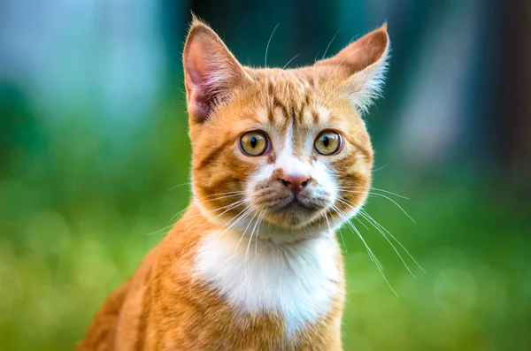 Porträt Eines Ingwer Kätzchens Auf Grünem Hintergrund — Stockfoto