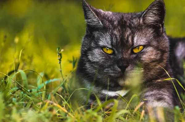 Sarı Alan Çalılıkları Güzel Acımasız Gri Siyah Kedi Yere Çömeldi — Stok fotoğraf