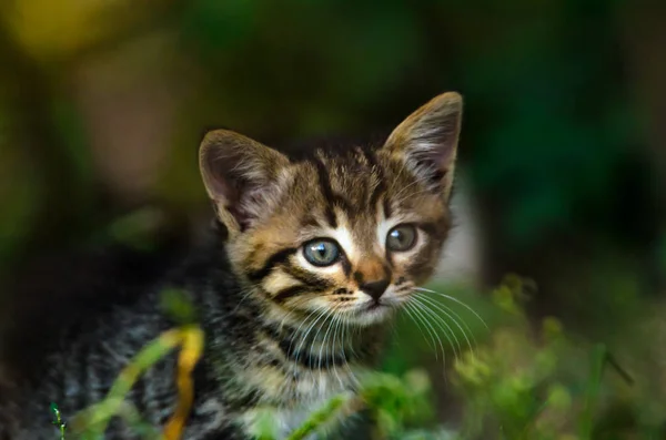 Liten Tabby Kattunge Mörkret Undervegetation — Stockfoto