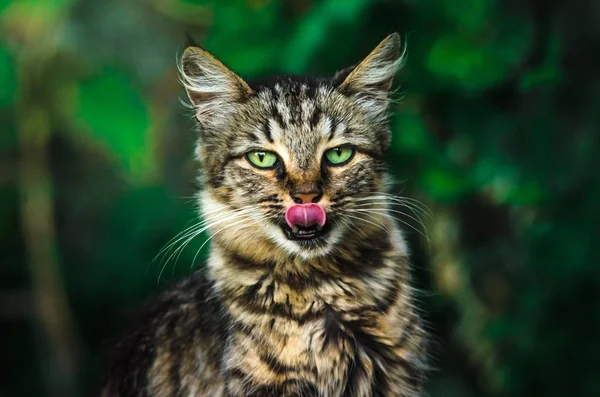 Brutale Und Schöne Gestromte Katze Leckt Auf Dunkelgrünem Hintergrund — Stockfoto