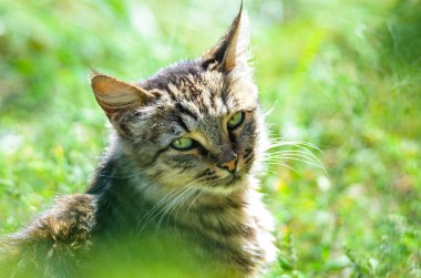 Yeşil çimenlerde tabby kedi