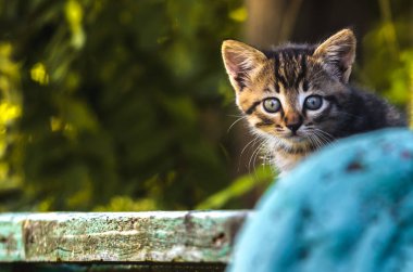 Biraz korkmuş köy kedisi
