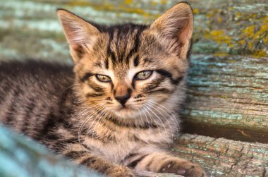 Küçük rustik tekir yavrusu eski bir bankta oturuyor