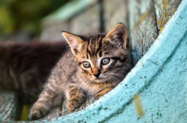 Küçük rustik tekir yavrusu eski bir bankta oturuyor