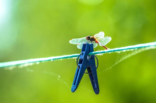 Libelle Auf Wäscheklammer Nahaufnahme Auf Grünem Sommerhintergrund — Stockfoto
