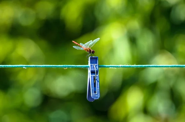 緑の夏の背景に服のピンクローズアップのトンボ — ストック写真