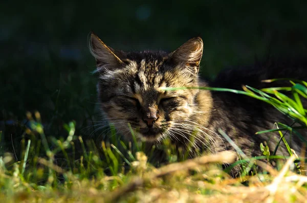 Calm tabby cat in sunset light