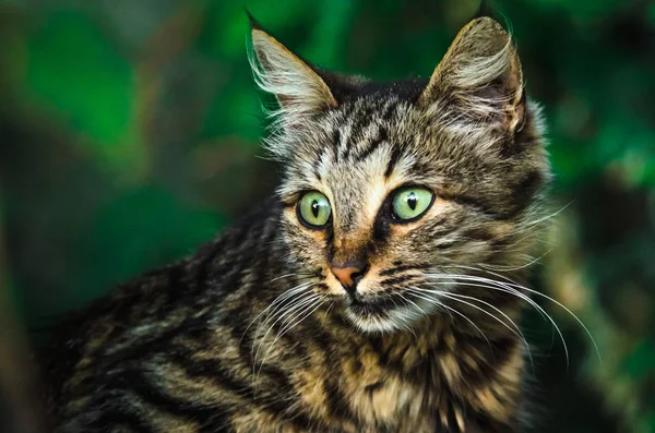 Förvånad Tabby Katt Mörka Färger — Stockfoto