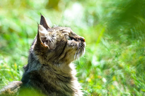 Tabby Katt Grönt Gräs — Stockfoto