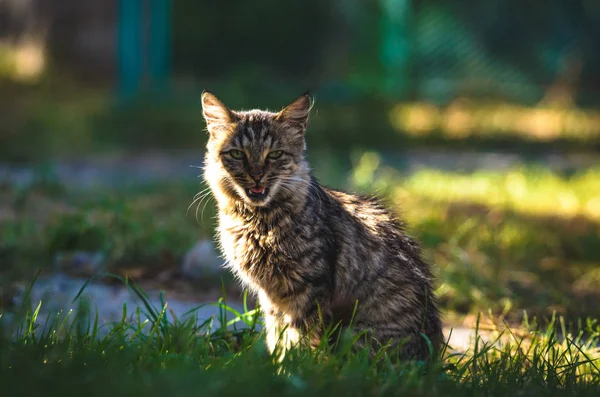 Die Tabby Einer Katze Mit Offenem Maul Auf Die Die — Stockfoto