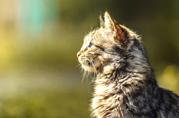 Den Tabby Katt Vilken Solen Lyser Sommar Foto — Stockfoto