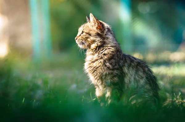 Den Tabby Katt Vilken Solen Lyser Sommar Foto — Stockfoto