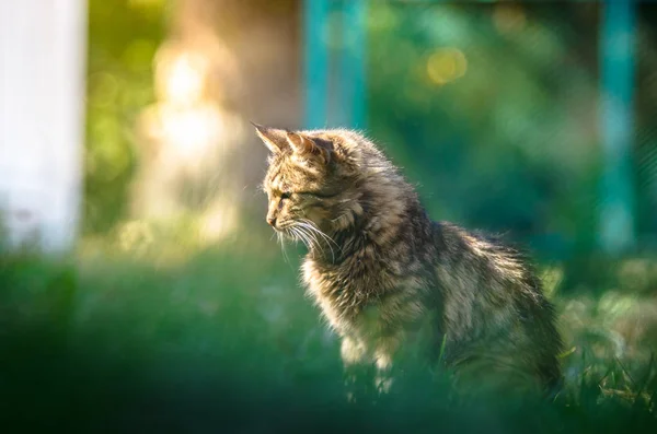 夏の写真に太陽が輝く猫のタビー — ストック写真