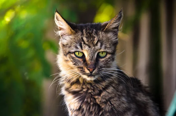 Sommerporträt Einer Gestromten Katze Auf Leuchtendem Grün — Stockfoto