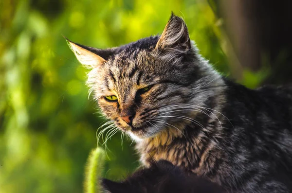 Işıklı yeşillik bir arka plan üzerinde bir tekir kedi Yaz portresi