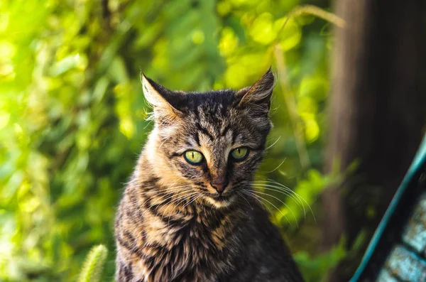 明るい緑を背景にしたタビー猫の夏の肖像 — ストック写真