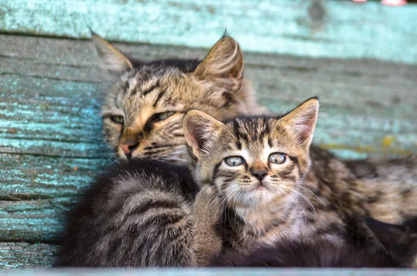 Сільські Кошенята Миються Біля Мами — стокове фото