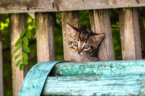 木製のフェンスの上の夏の村の子猫 — ストック写真