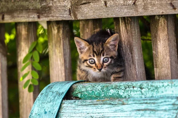 Summer Village Kitten Wooden Fence — Stock Photo, Image