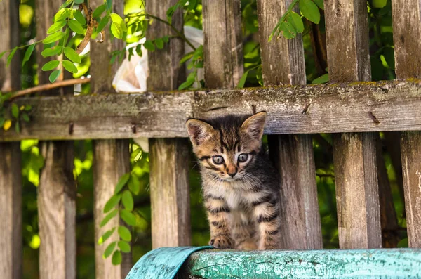 울타리에 고양이 — 스톡 사진