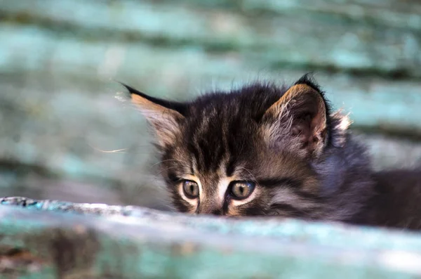 小さな素朴なタビー子猫は みすぼらしいベンチに座っています — ストック写真