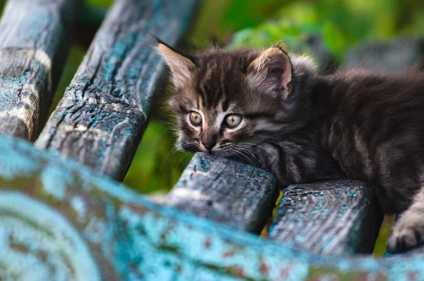 소박한 고양이는 초라한 벤치에 — 스톡 사진