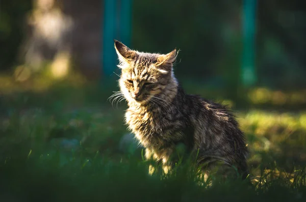 Der Tabby Einer Katze Auf Die Die Sonne Auf Einem — Stockfoto