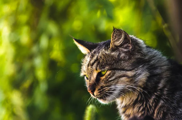 在发光的绿色植物背景上拍摄的猫咪的夏日肖像 — 图库照片