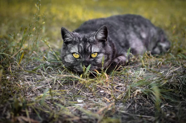 Krásná Brutálka Šedá Černá Kočka Žlutém Poli Krčila Zemi — Stock fotografie
