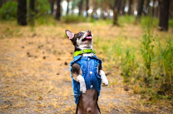 Fashionable chihuahua dog in clothes executes commands