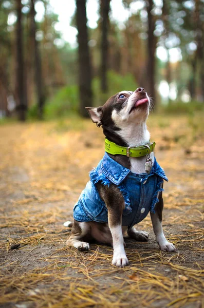 Fashionable chihuahua dog in clothes executes commands