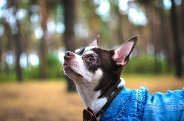 Porträt Eines Chihuahuas Auf Einem Waldhintergrund — Stockfoto