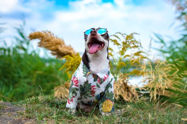 Gözlük ve ananas ile bir gömlek ile tam Chihuahua Yaz fotoğraf